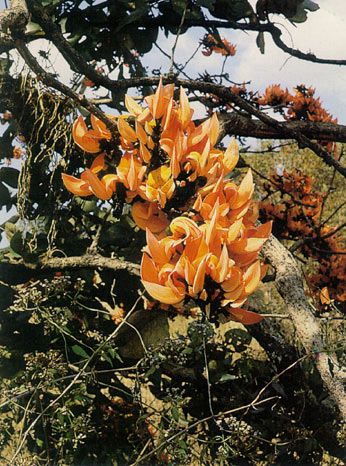 ทองกวาว Butea monosperma (Lam.) Taub.<br/>FABACEAE (LEGUMINOSAE-PAPILIONOIDEAE)